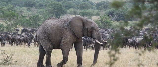 Elephants-grande-migration-kenya-tanzanie