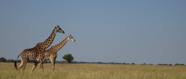 giraffe-masai-mara-kenya
