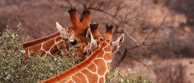 giraffes-safari-kenya