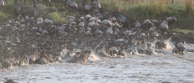 migration-gnous-kenya-tanzanie