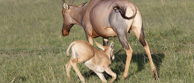 topi-masai-mara-kenya-safari