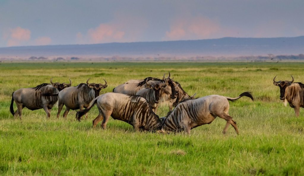 voyage-au-kenya-migration-gnous-masai-mara