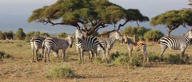 zèbres-masai-mara-reserve-safari-kenya
