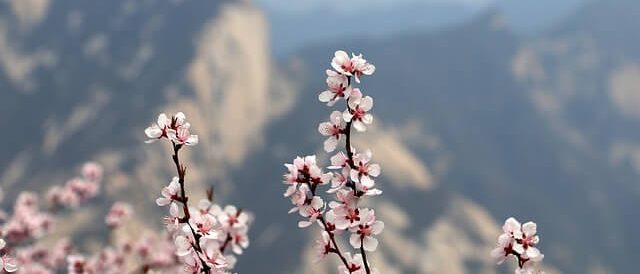 Fleur de prunier-montagne à Xi'an-la Chine